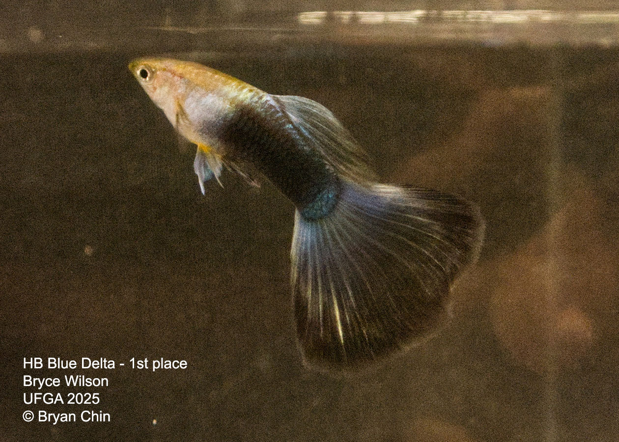 Guppy HB Blue